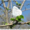 celas argiolus female volg